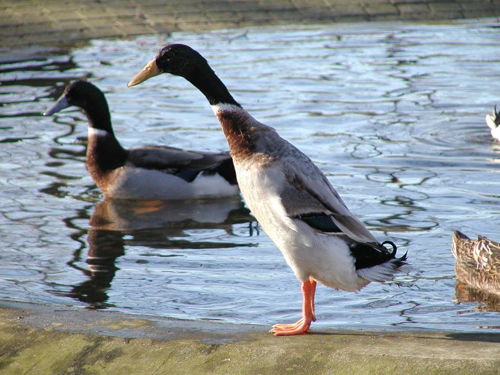 Laufenten