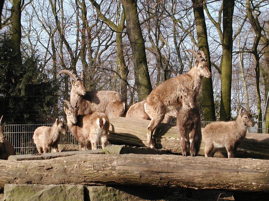 Alpensteinbock