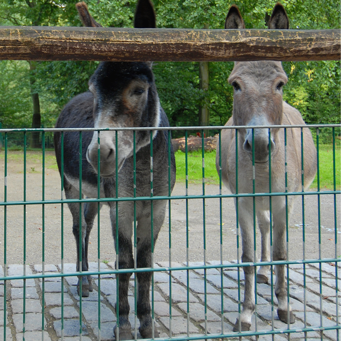 Zwergesel Gabi und Netti