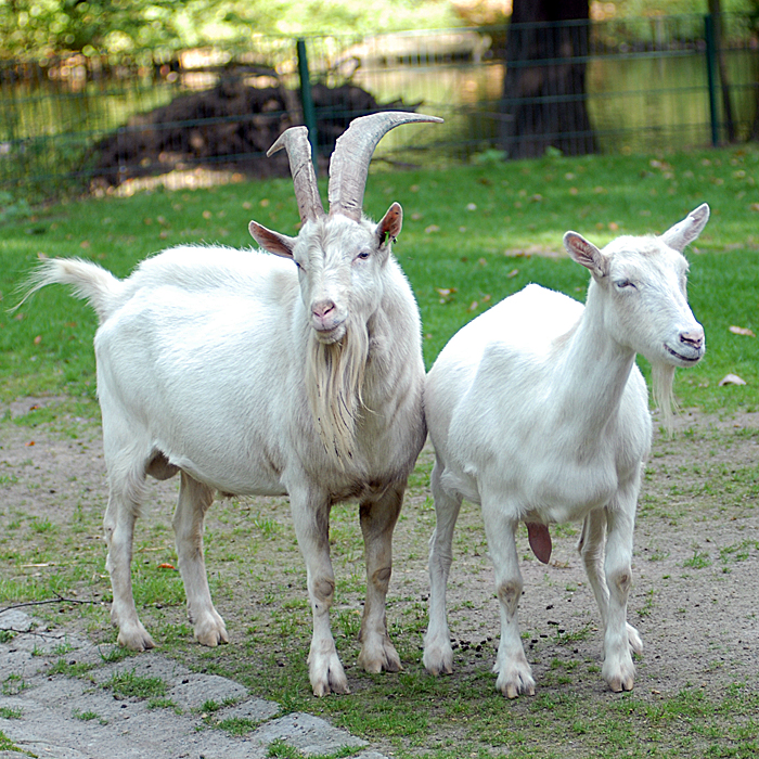 Pärchen Edelziegen