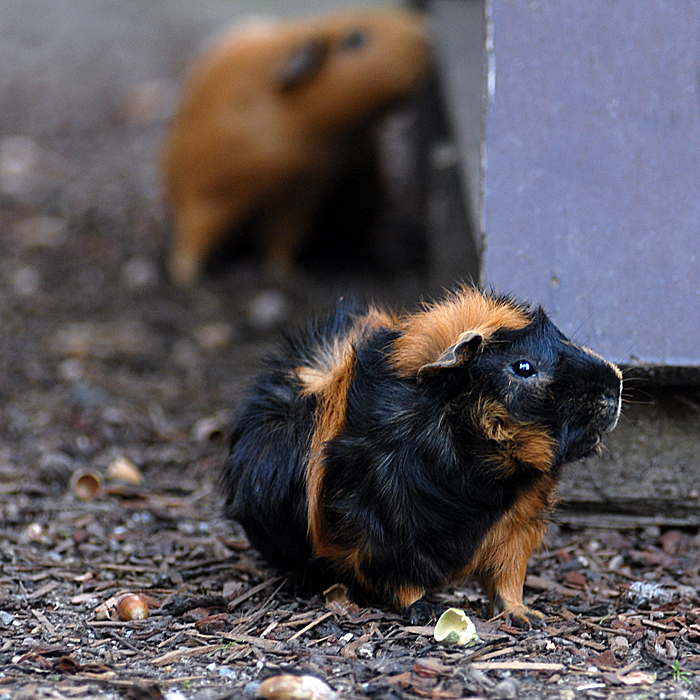 Meerschweinchen