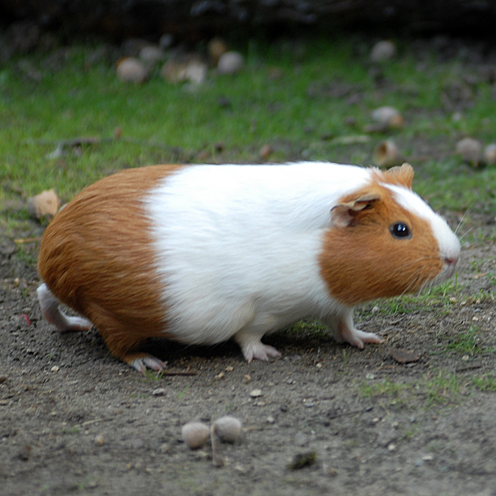 Meerschweinchen