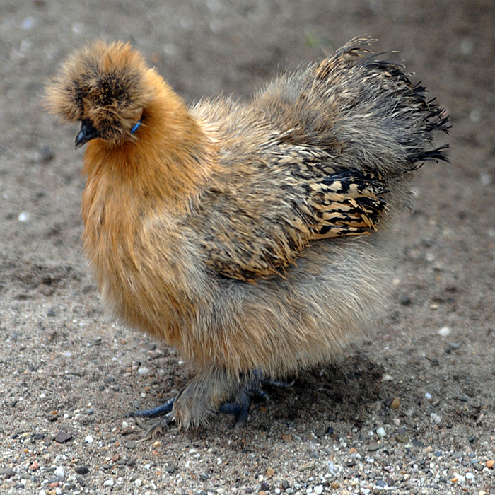 Seidenhuhn-Küken