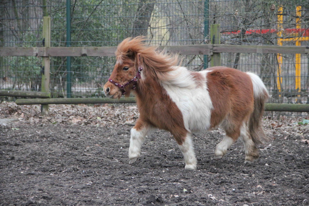 Shetlandpony Fiffy