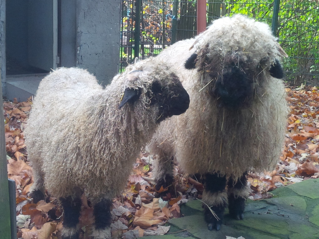 Walliser Schwarznasenschafe Luise und Selma