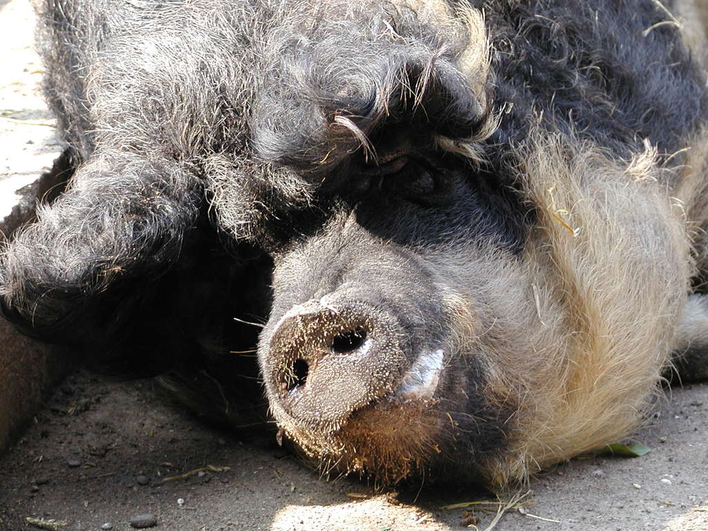 Mangalitza Wollschwein