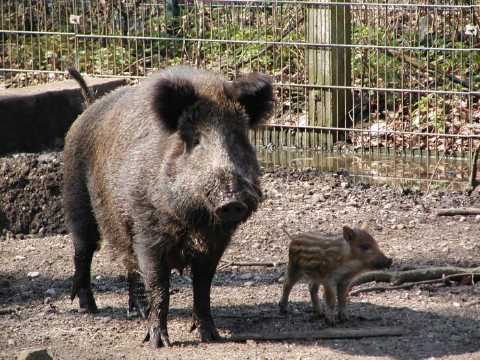 Rotte mit Frischling