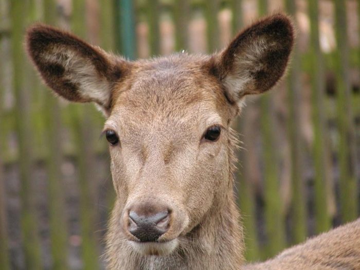 Hirsch