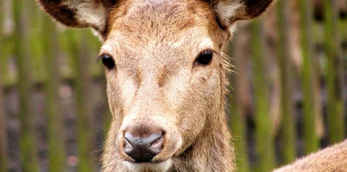 Hirsch