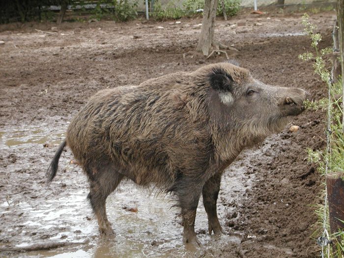 Wildschwein-Keiler