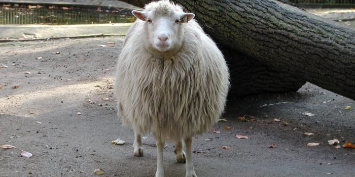 Moorschnucke