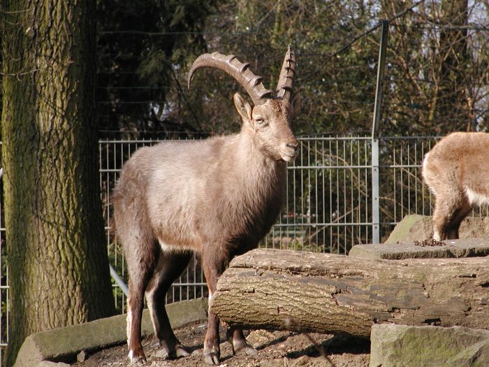 Alpensteinbock