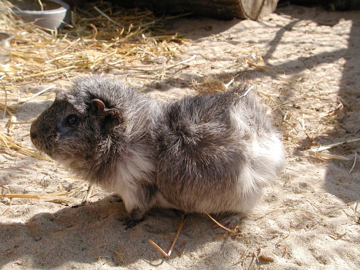 Meerschweinchen