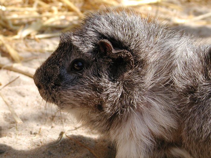 Meerschweinchen