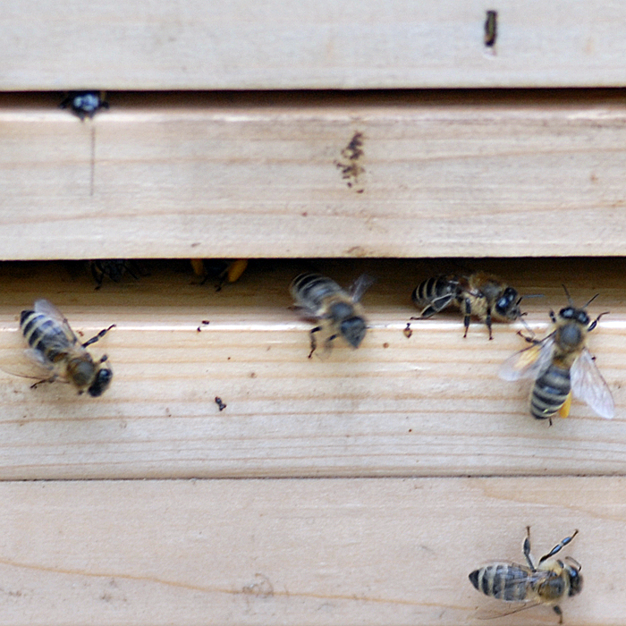 Bienen im Tiergehege