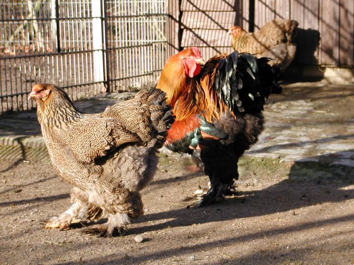 Brahmahuhn