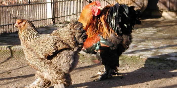 Brahmahuhn