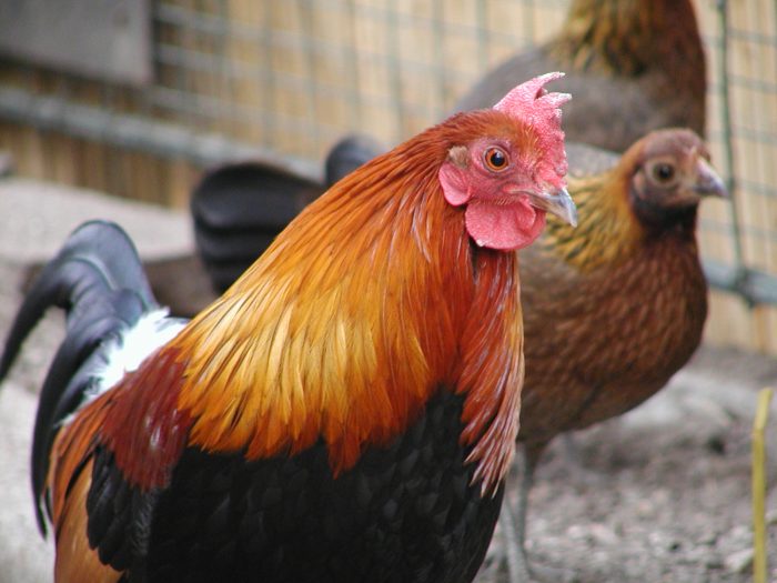 Bankivahuhn