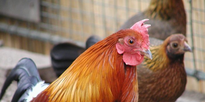 Bankivahuhn