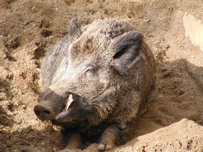 Wildschwein Fredi
