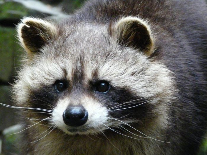 Waschbär Bolfo