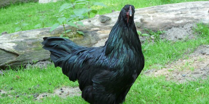 Sumatra-Huhn