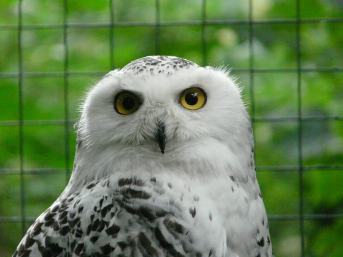 Schneeeule Alva