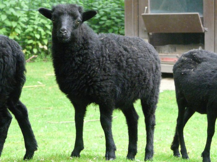 Ouessant-Schaf