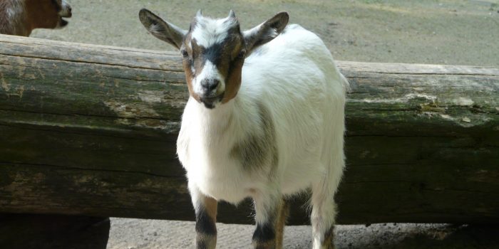 Zwergziege