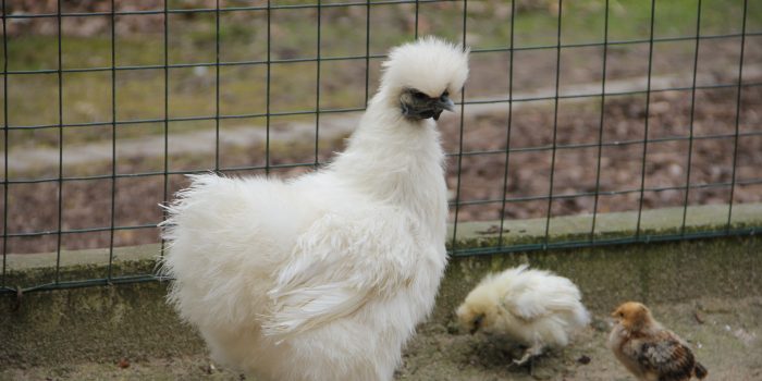 Seidenhuhn