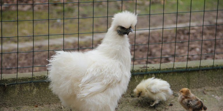 Seidenhuhn Tiergehege Kaisergarten