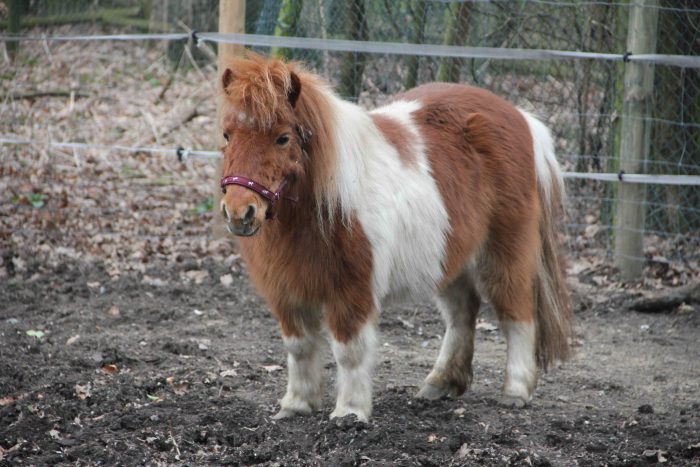 Shetlandpony