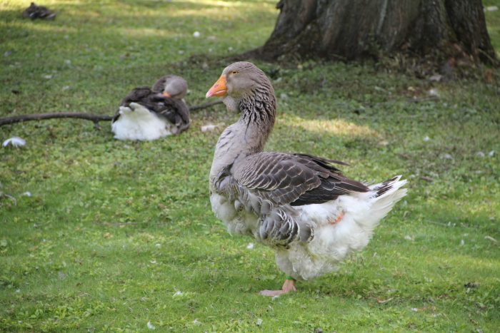 Toulouser Gans