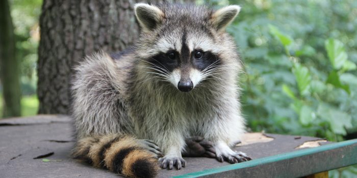 Waschbär