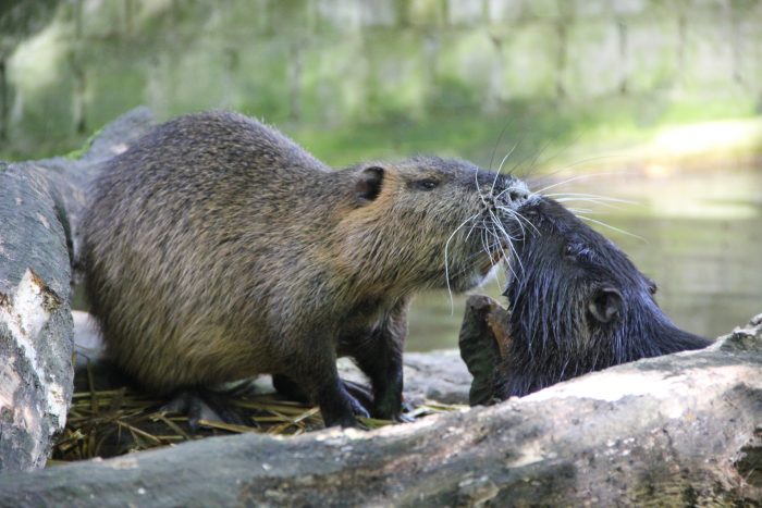 Nutria
