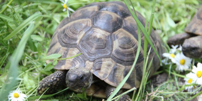 Griechische Landschildkröte