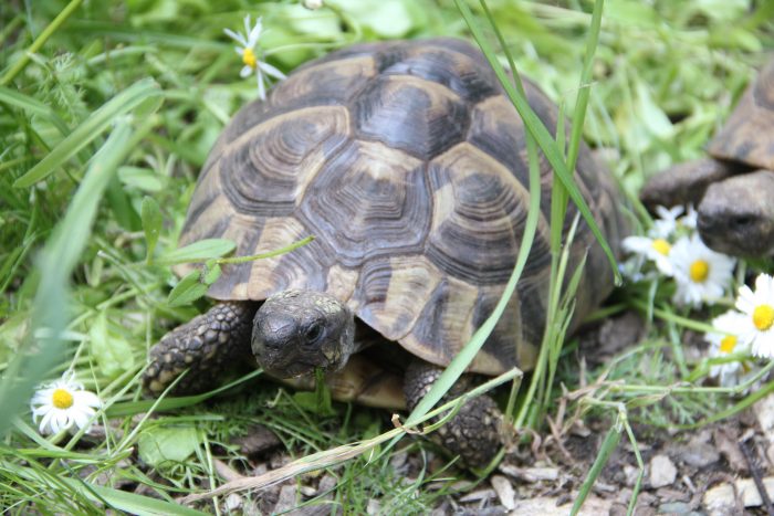 Griechische Landschildkröte