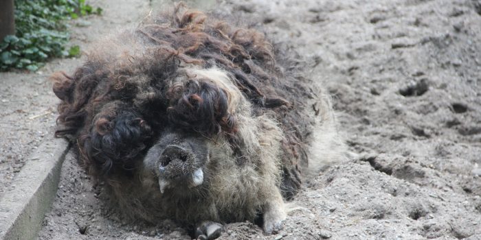 Wollschwein