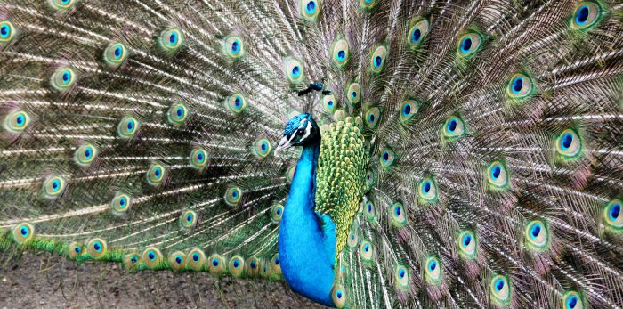 Pfau