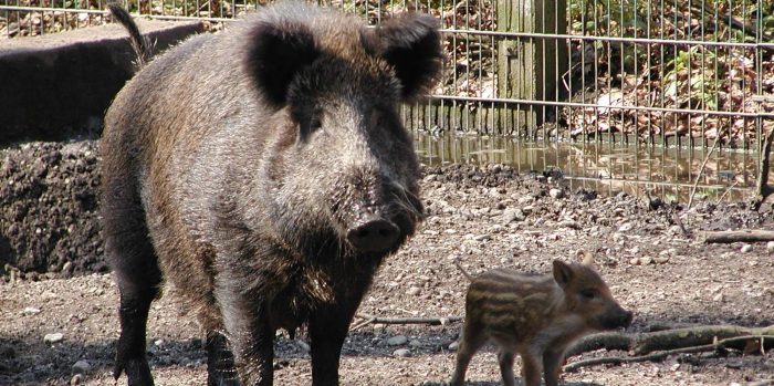 Wildschwein