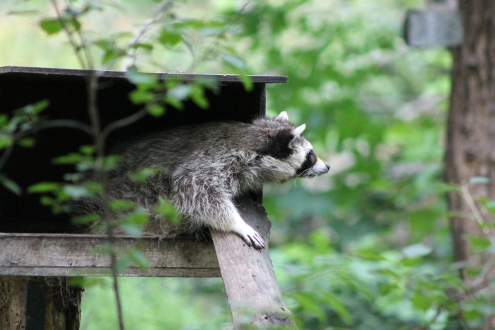 Waschbär