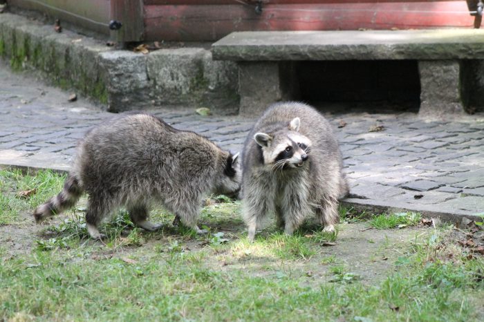 Waschbären