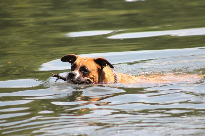 schwimmender Hund