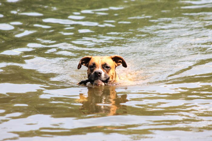 schwimmender Hund