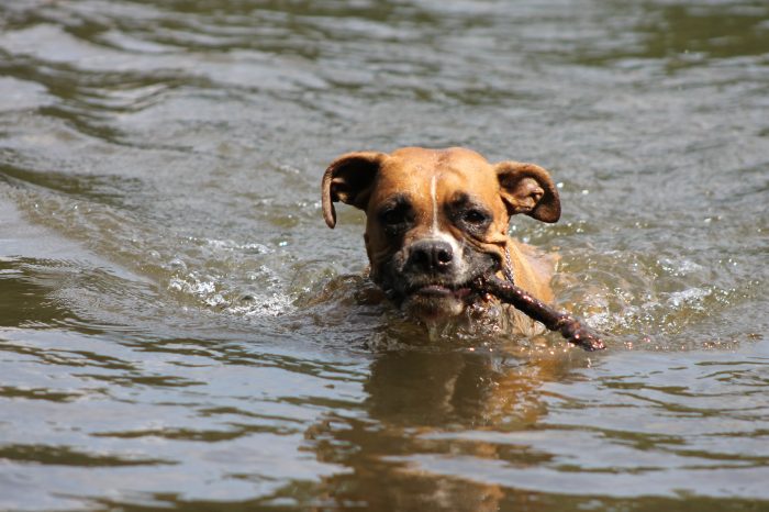 schwimmender Hund