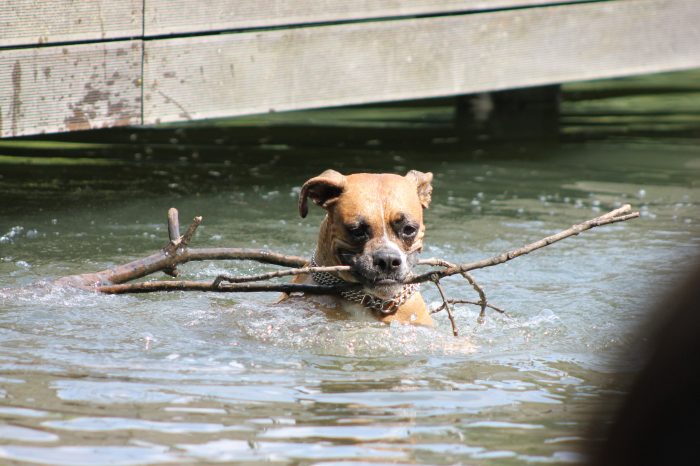 schwimmender Hund