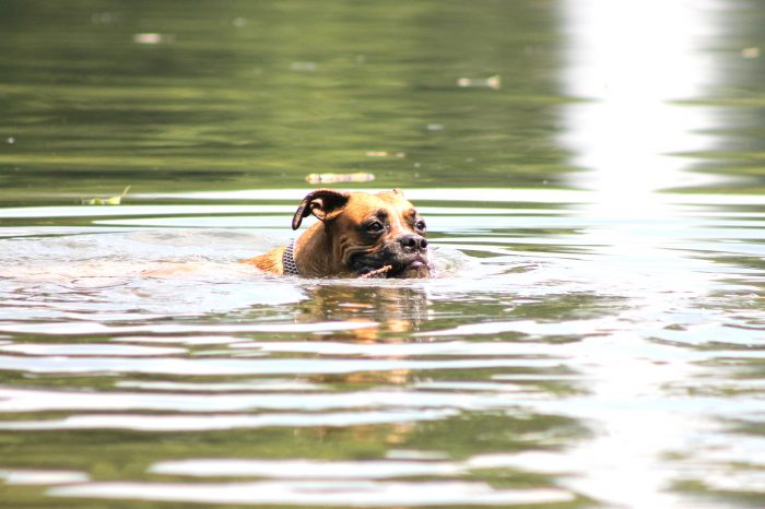 schwimmender Hund
