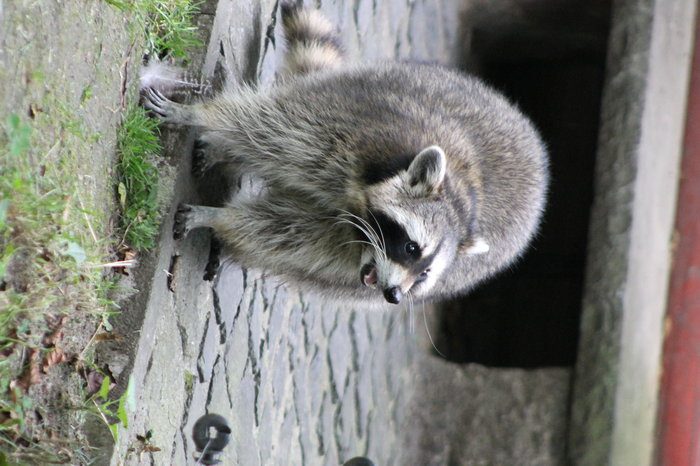 Waschbär
