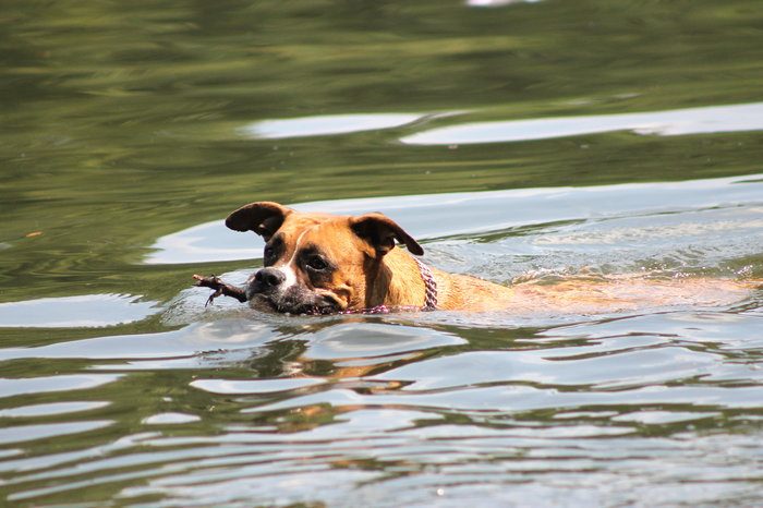 schwimmender Hund