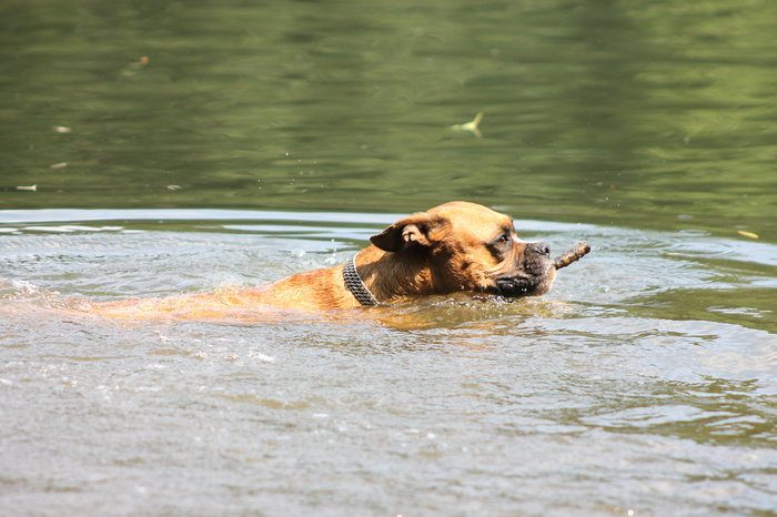 schwimmender Hund